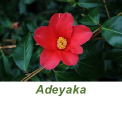 Adeyaka