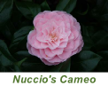Nuccio's Cameo