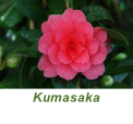 Kumasaka