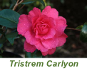Tristrem Carlyon