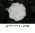 Nuccio's Gem