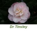 Dr Tinsley