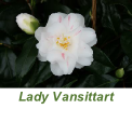 Lady Vansittart