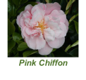 Pink Chiffon