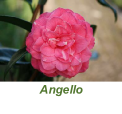 Angello