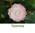 Tammia