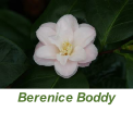 Berenice Boddy