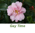 Gay Time