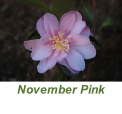 November Pink