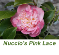 Nuccio's Pink Lace