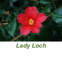 Lady Loch
