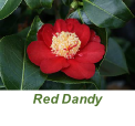 Red Dandy