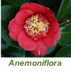 Anemoniflora