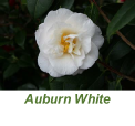 Auburn White