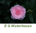 E G Waterhouse
