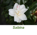 Sabina