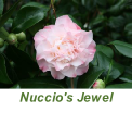 Nuccio's Jewel
