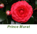 Prince Murat