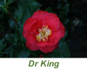 Dr King