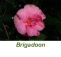 Brigadoon
