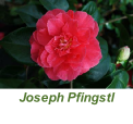 Joseph Pfingstl