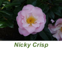Nicky Crisp