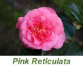 Pink Reticulata