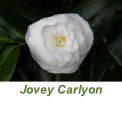Jovey Carlyon