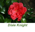 Dixie Knight