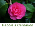 Debbie's Carnation